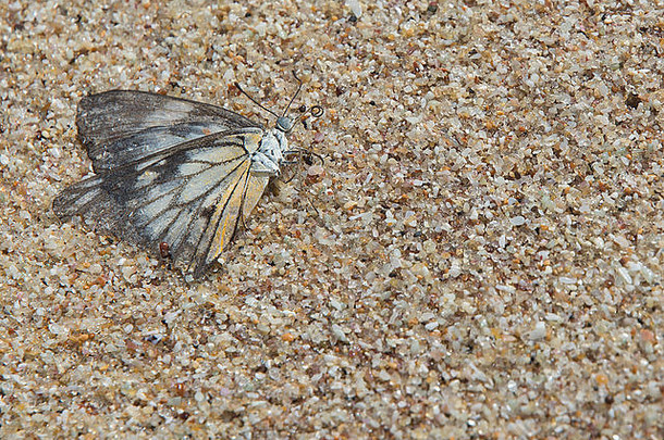 沙滩上的死蝴蝶。有黑色、白色和黄色翅膀和彩色沙粒的蝴蝶。<strong>斯里兰卡</strong>南部省，亚洲
