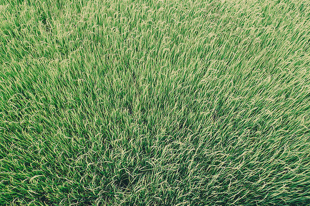 绿草稻田纹理背景，适合春夏和世界地球日概念，节约环境清洁理念