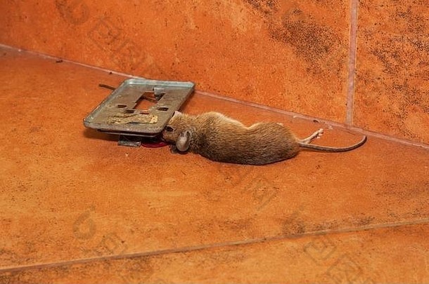 死老鼠被夹在厨房人行道上的陷阱里。夹在捕鼠器里的小老鼠。陷阱里的死老鼠。