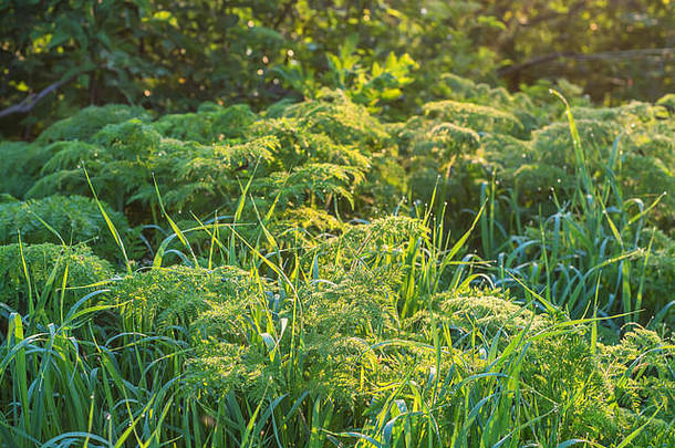 绿草和晨露