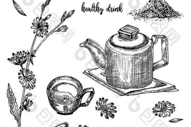 菊苣根、花、粉末、茶壶、茶杯和汤匙的写实植物墨水素描，白色背景上分离，花草收集