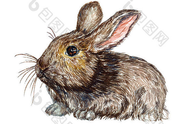 灰色毛茸茸的兔子（兔子）站在孤立的手绘自然主义水彩插图上