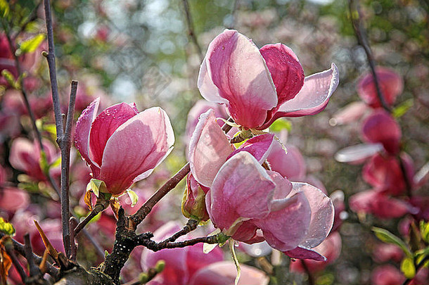 粉红色的木兰花在树枝上