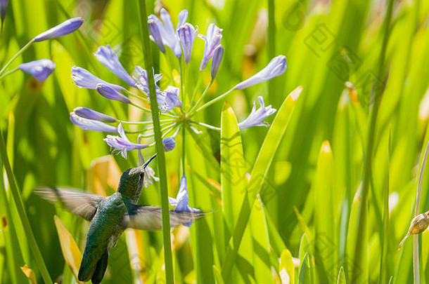 加利福尼亚州洛杉矶，一只红宝石喉蜂鸟在灌木丛中吃花