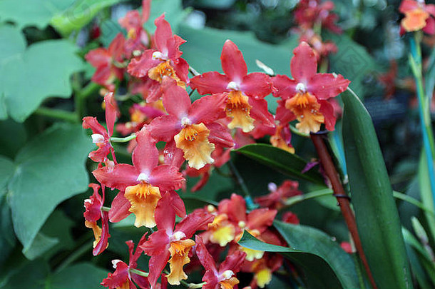 火形牙买加兰花（Wilsonara Orchid）花枝特写，背景模糊