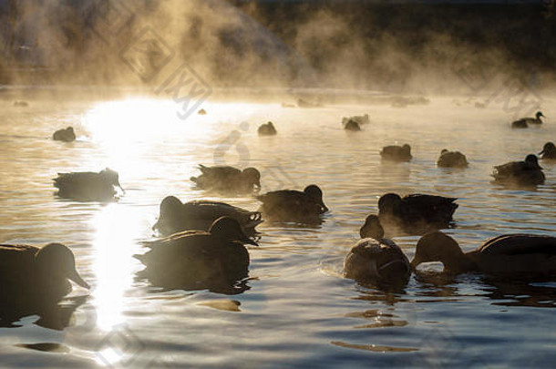 鸭子们在雾中顶着太阳在河里游泳