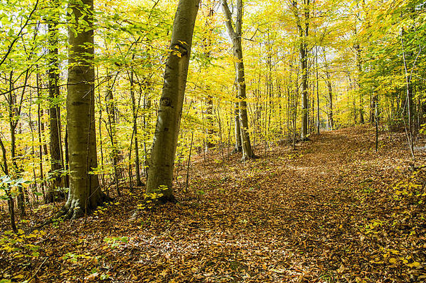 走森林充满活力的秋天颜色