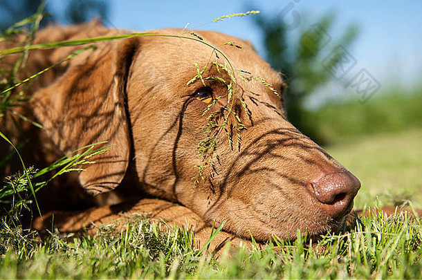 切萨皮克湾猎犬Genna躺在草地上