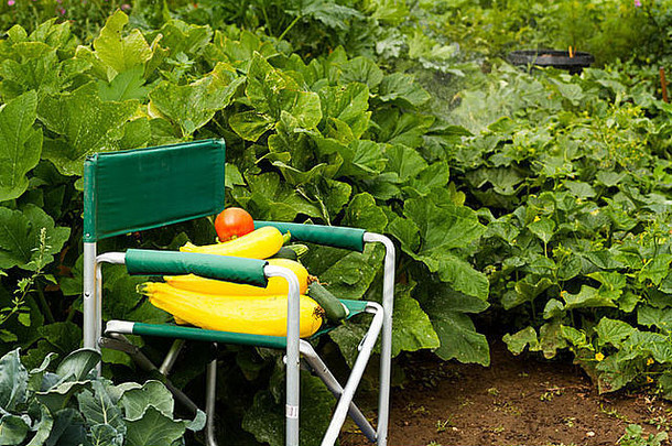 新鲜的选择南瓜有机蔬菜花园