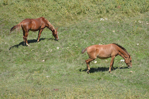 乌兹别克东南部帕米尔阿莱山脉希萨尔山脉的马