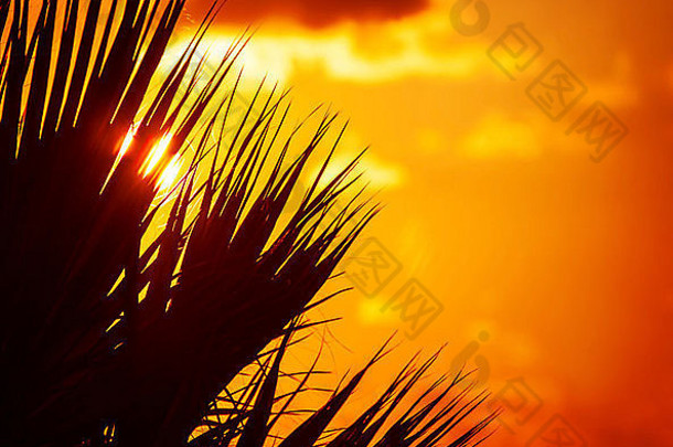 美丽的橙色日落背景上的棕榈树叶剪影，抽象的花边，热带自然，异国情调的岛屿