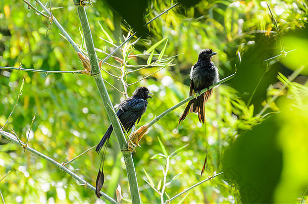 更大的球拍尾鹤，黑鸟栖息在树上。和它的同伴一起晒日光浴。水上游戏后。