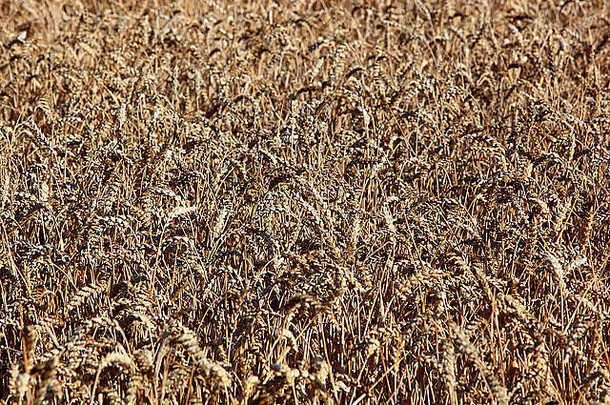 在夏天成熟的小麦、麦田