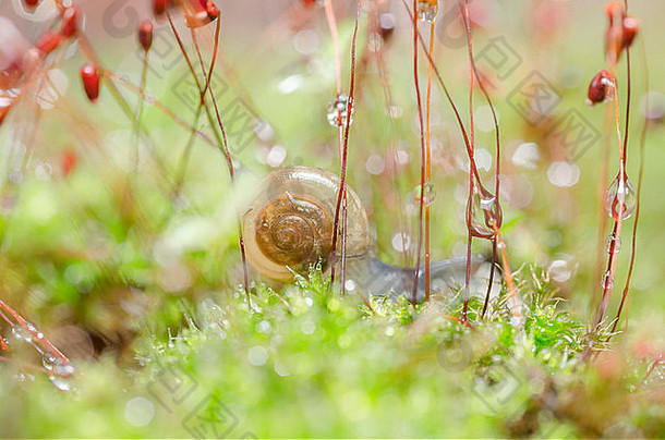 蜗牛莫斯宏拍摄花园森林