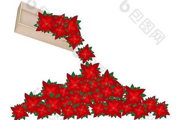 一堆圣诞花或红色一品红的插图从地板上的木箱中溢出，用于庆祝圣诞节。