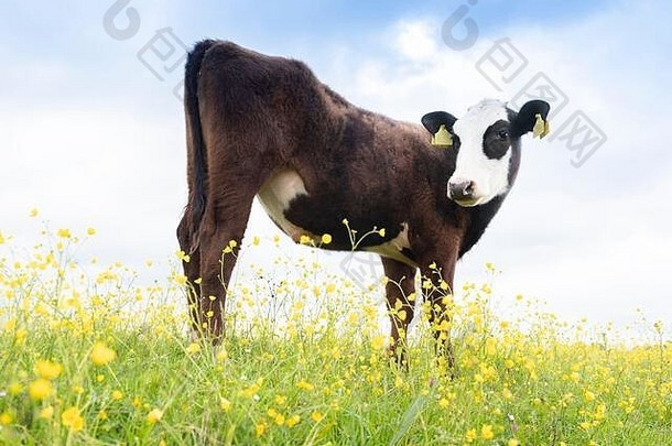 黑色和白色的小牛在春天盛开的草地上，长满了黄色的毛茛