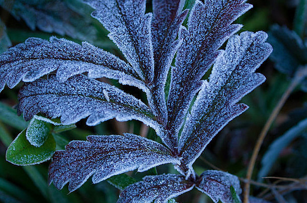 初霜覆盖的野生植物。