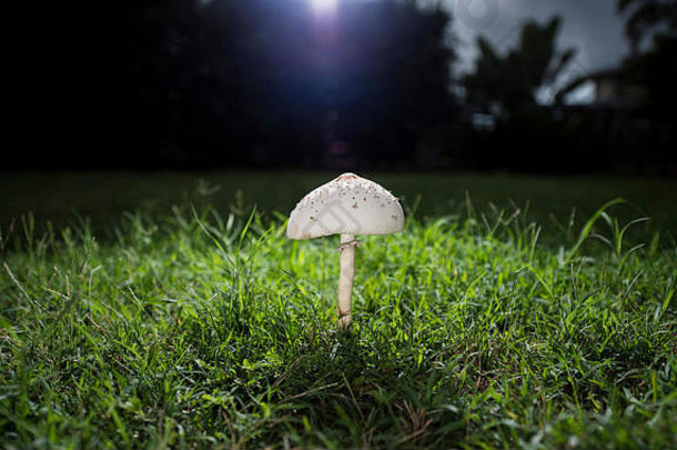 一个蘑菇靠在草地上
