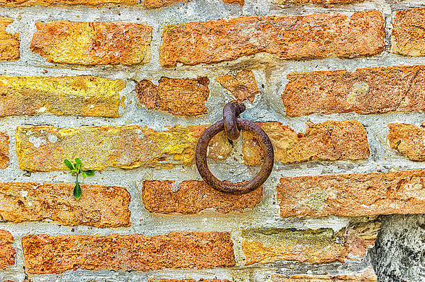 砖墙上用来拴马或牛的旧铁环