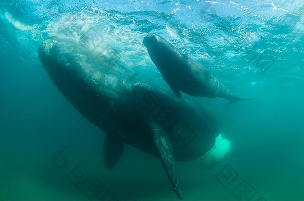 阿根廷巴尔德斯半岛新墨西哥湾浅水保护水域中的南露脊鲸，Eubalaena australis和她的幼崽。