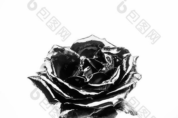 永恒的美。银玫瑰花。财富和财富。花卉业。酿造的。奢侈和成功。金属化古董装饰。自然美。白色的隔离带。