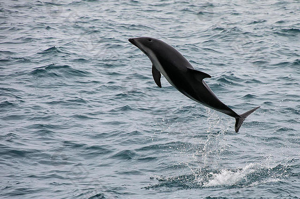 新西兰凯库拉附近，一只深色海豚正从水中游出。凯库拉是一个很受欢迎的旅游目的地，可以观赏海豚和与海豚一起游泳。