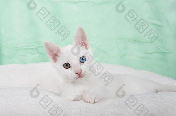 肖像可爱的白色小猫色彩差异奇怪的眼睛铺设白色羊皮毯子薄荷绿色变形背景