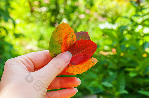 在花园或公园里，在模糊的绿色背景上，<strong>一</strong>个女人手拿着红橙色叶子的自然秋景特写镜头。灵感自然<strong>十月</strong>或<strong>九</strong>月壁纸。季节观念的转变