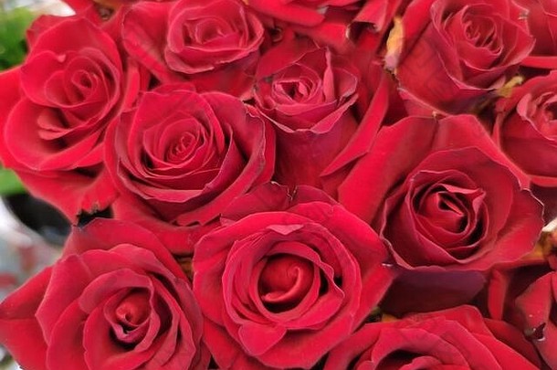 情人节、母亲节或妇女节贺卡或请柬的红玫瑰背景。芳香疗法化妆品背景。贝蒂沙龙