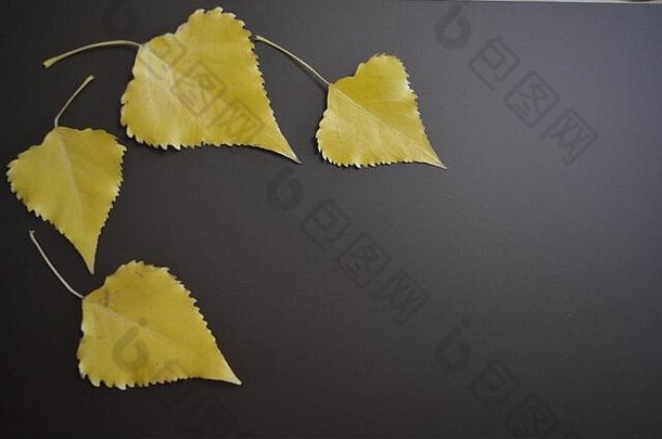 黄色的杨树叶子被放置在一个有趣的哑光背景上。