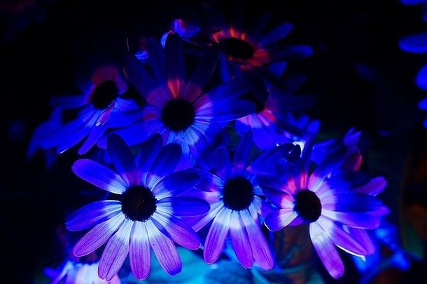 工作室摄影孤立的蓝色的白色花花朵照亮明亮的光瓜叶菊senettipericallis