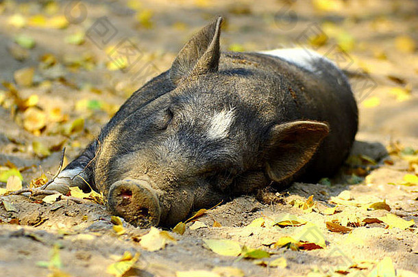 懒猪在下午的树荫下睡觉