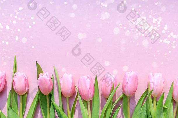 粉色背景上的粉色郁金香配上节日灯光。平面布置，俯视图。情人节、春天和母亲节背景。水平的