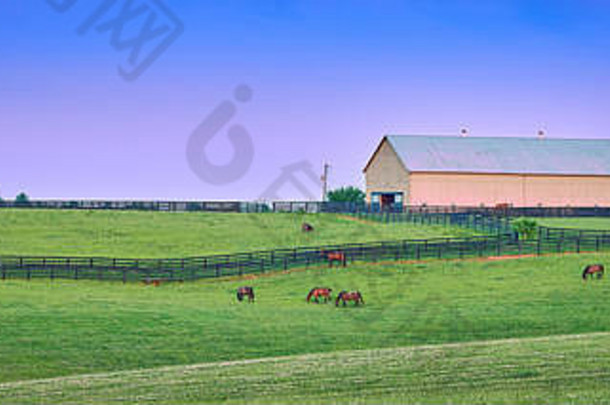 马放牧黄昏肯塔基州农场