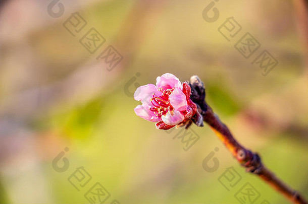 阳光照射下的粉红色三月果树在自然模糊的背景下开花