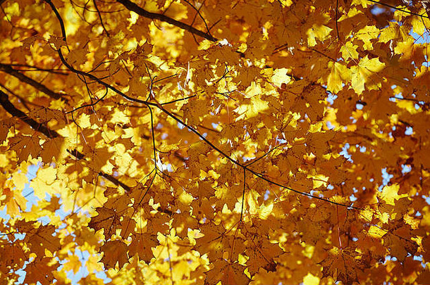 秋天树叶世界结束状态公园福克斯维尔沙利文县宾西法尼亚美国