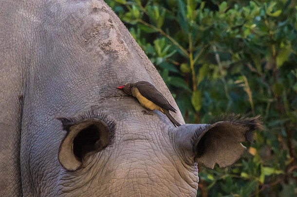 睡在南非Weldgevonden野生动物保护区的南白犀牛
