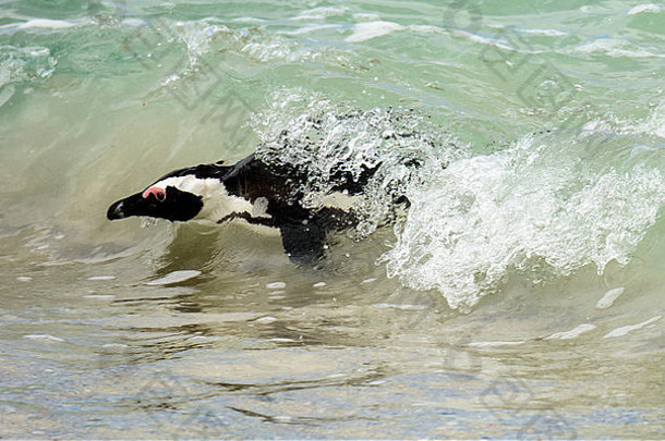 非洲企鹅游向海岸线