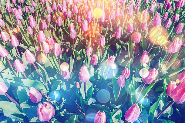 一群粉红色的郁金香。春天的风景。Bokeh灯光效果，柔和