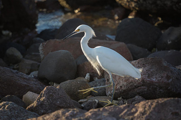 墨西哥拉巴斯，一只正在岸上寻找食物的大白鹭