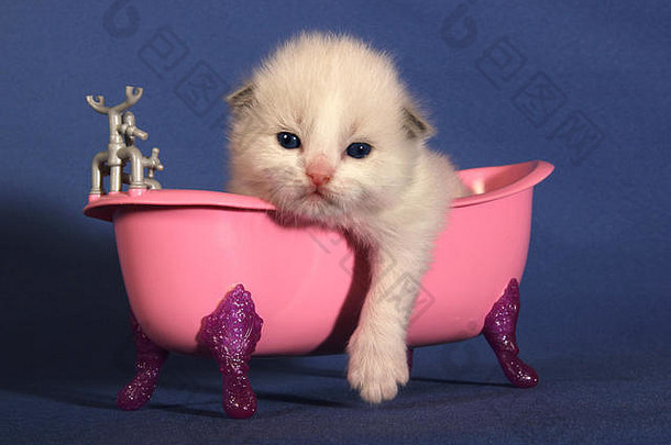 布娃娃小猫，2周大，躺在粉红色的浴缸里