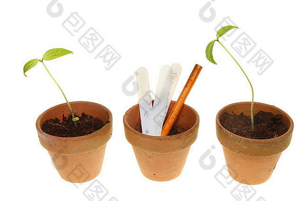 幼苗植物标签铅笔Terracotta锅孤立的白色