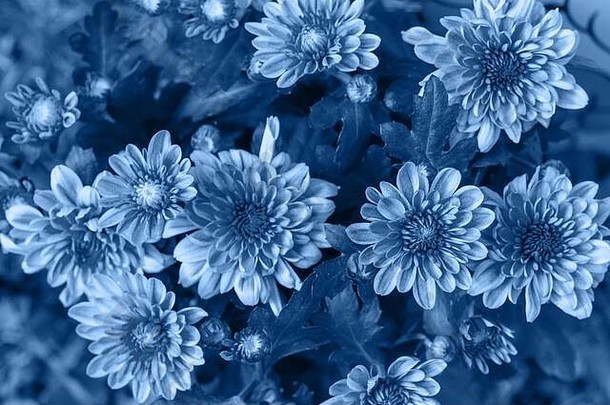 美丽明亮的菊花背景图片。菊花壁纸。2020年经典蓝色