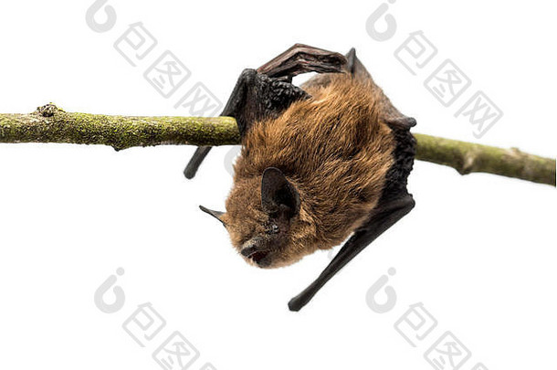 常见的bent-wing蝙蝠栖息分支