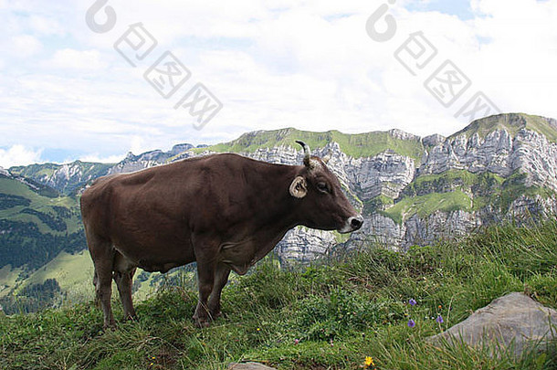 阿尔卑斯山典型的棕色瑞士母牛，习惯于在高海拔地区<strong>消夏</strong>，是旅游胜地。
