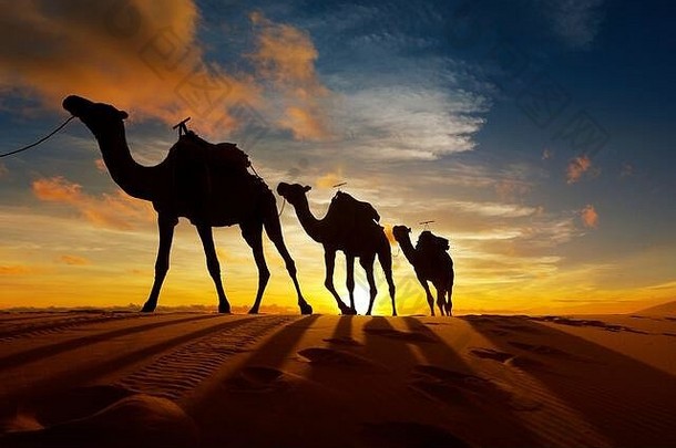 摩洛哥撒哈拉沙漠中的骆驼商队