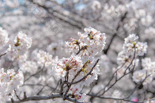 樱花盛开的季节在<strong>东京</strong>的美姑罗河，日本的美姑罗河樱花节。