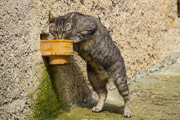 马洛卡，一只口渴的猫站着，从杯子里喝水