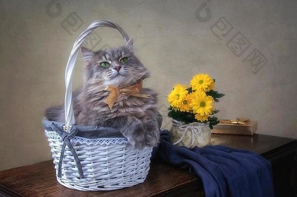 篮子里的灰色小猫和黄色的菊花