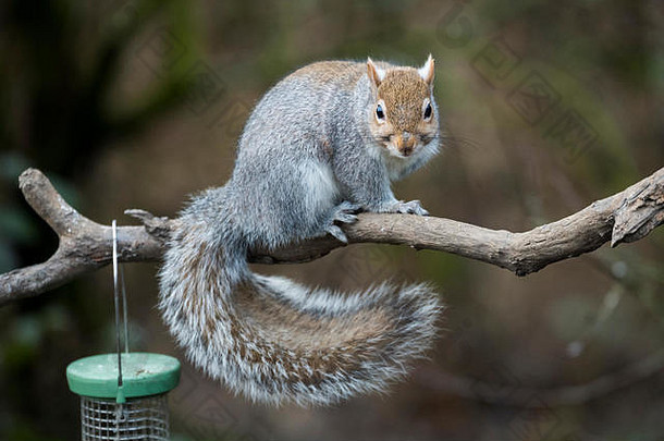 英国西约克郡花园，一只厚颜无耻的饥饿的灰色松鼠坐在树枝上，靠近悬挂的鸟类种子喂食器，准备偷食物。